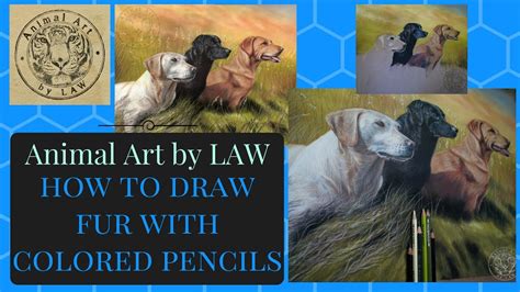 Colored Pencils - How to DRAW FUR texture in a dog portrait - YouTube