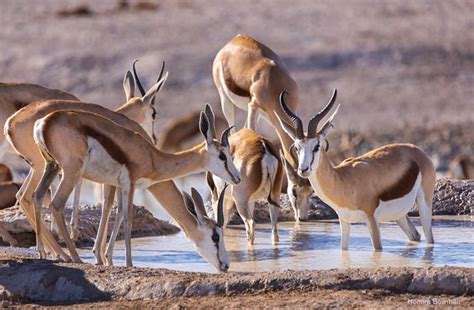 Springbok Antelope at a Watering Hole | Springbok, Antelope, Southern africa