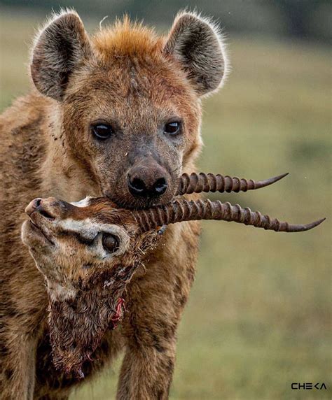 Spotted hyenas are social mammals and live in structured groups, called clans, of up to 80 ...