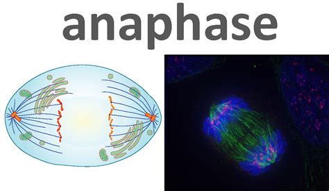 The Steps of Mitosis | Biology for Non-Majors I