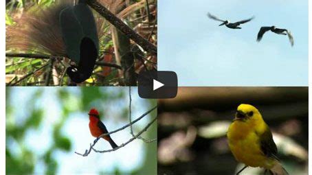 New Online Course Helps You Learn Bird Behavior | All About Birds All About Birds