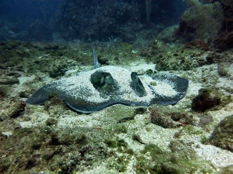 West Bay Snorkeling Guided Trip- $55 - WEST BAY TOURS