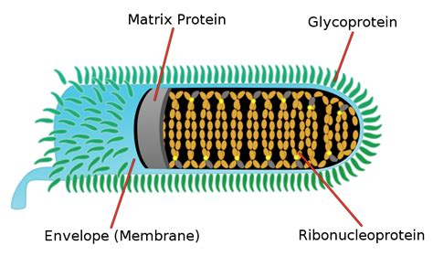 Structure Of Rabies Virus