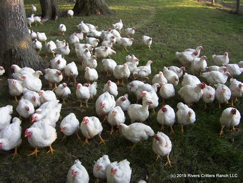 Broiler Free Range Chicken Feed Chart Organic Feed Consumption