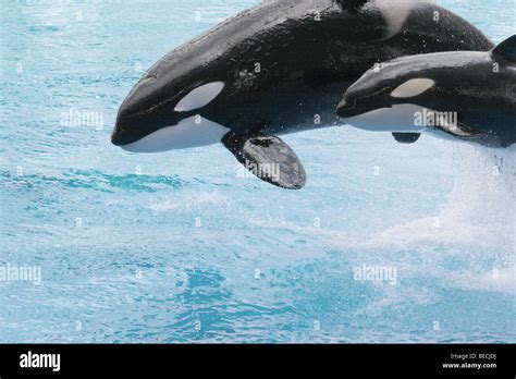 Orca mother and baby hi-res stock photography and images - Alamy