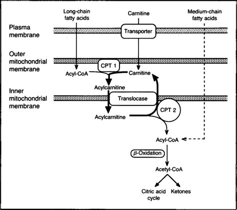 A Deficiency of Carnitine–Acylcarnitine Translocase in the Inner Mitochondrial Membrane | NEJM