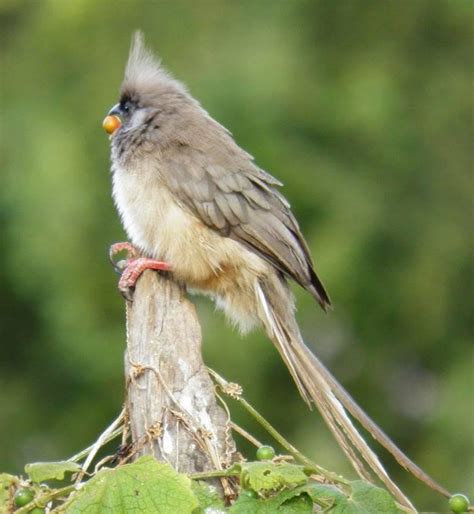 1: Speckled Mousebird Colius striatus, a species whose occurrence in... | Download Scientific ...