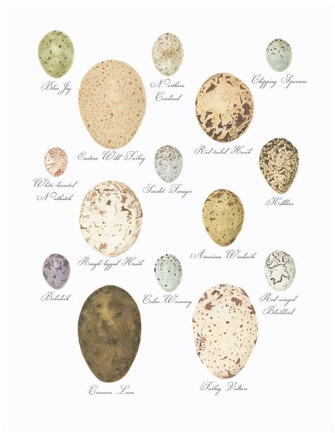 Why are bird eggs different colors? | NCPR News