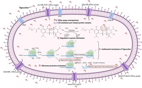 Frontiers | Dissemination and prevalence of plasmid-mediated high-level tigecycline resistance ...