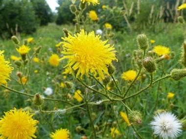 Sow Thistle: Pictures, Flowers, Leaves & Identification | Sonchus arvensis