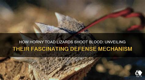 How Horny Toad Lizards Shoot Blood: Unveiling Their Fascinating Defense ...