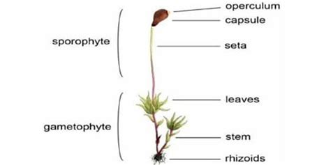 Moss Capsule Diagram