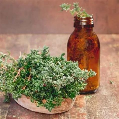 Thymus vulgaris Steam Distillation Thyme Oil, Aromatherapy Thyme Oil ...