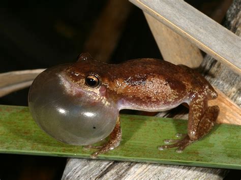 Screaming for attention: Surprise discovery of two new – and very loud ...