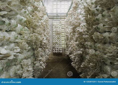 Oyster Mushroom Cultivation Stock Image - Image of nature, fungi: 125381529