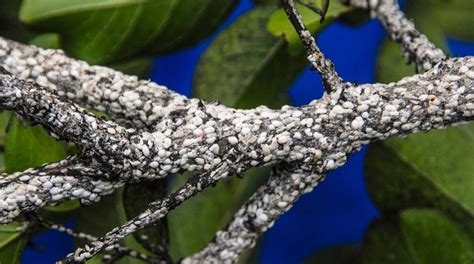 How To Control Crape Myrtle Bark Scale | TreeNewal