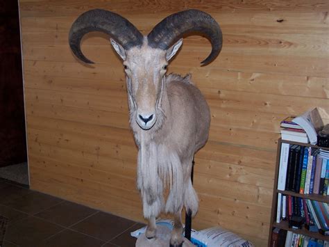 True to Life Taxidermy: Aoudad Sheep: Half Body Mount