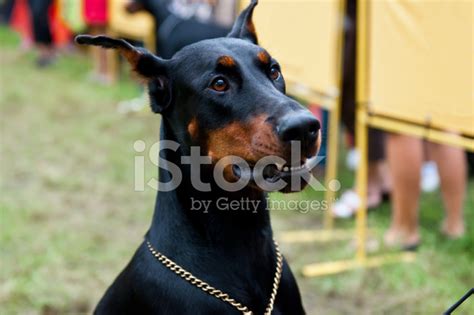 Male Doberman Pinscher Guard Dog In Snow; Strong, Proud, Loyal Stock ...