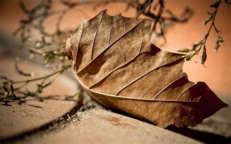 Dry Leaf Wallpapers - Top Free Dry Leaf Backgrounds - WallpaperAccess