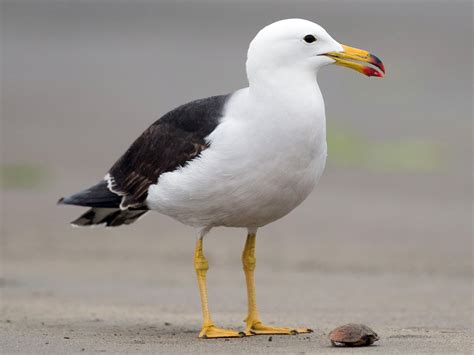 27 Birds With White Heads (With Photos) - Animal Hype