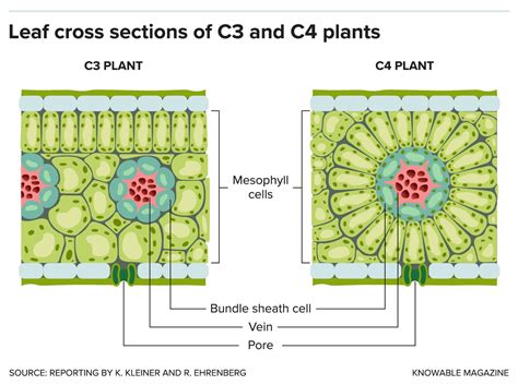 g-leaf-section-c3-c4-alt - Bio Based Press