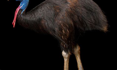 Meet the cassowary, a bird with claws rivaling Freddy Krueger's | Magazine Articles | WWF