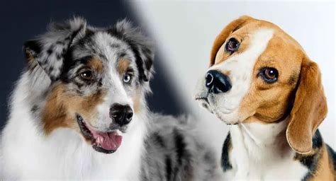 Australian Shepherd Beagle Mix - Allgshepherds