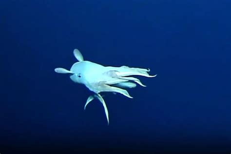 Rare Ghostly-Looking 'Dumbo' Octopus Spotted on Deep Sea Camera