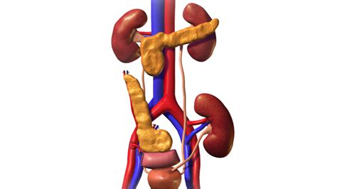 Pancreas Transplantation