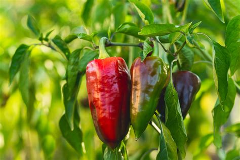 The 26 Best Companion Plants For Peppers - Minneopa Orchards