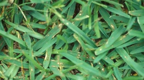 Lawn Fungus Identification Guide | Which Common Fungal Disease Is In Your Grass? - LawnStar