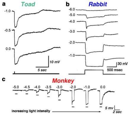 S-Potentials and Horizontal Cells by Ido Perlman, Helga Kolb and Ralph Nelson – Webvision