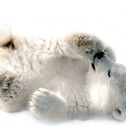 Polar Bear PNG | PNG All