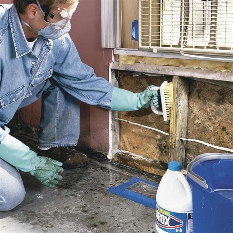 Mold Testing: How to Test for Mold in the House