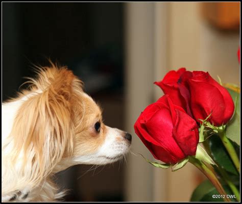 Dog and Roses | Dogs, Animals, Rose