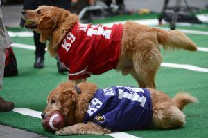 Air Bud Golden Retrievers Buddy and Brutus on The Today Show... Enjoy the Super Bowl! | Sporty ...