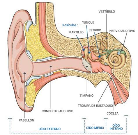 Estructura Del Oido Interno