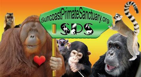 Suncoast Primate Sanctuary in Palm Harbor | VISIT FLORIDA