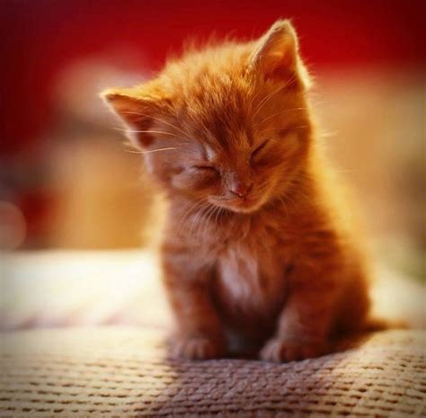 18 Kittens Who Couldn’t Keep Their Eyes Open - We Love Cats and Kittens