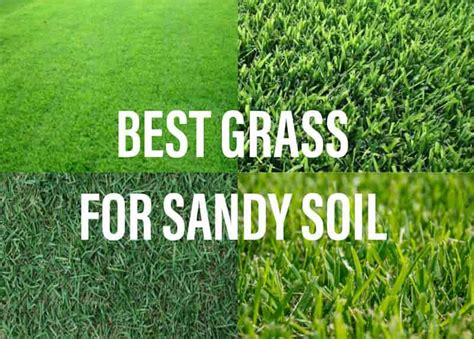 Best Grass For Sandy Soil – Gardening Brain