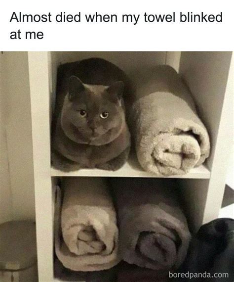 “Meow Incorporated”: 50 Perfectly Accurate Memes That Capture What It’s Like Living With Cats ...