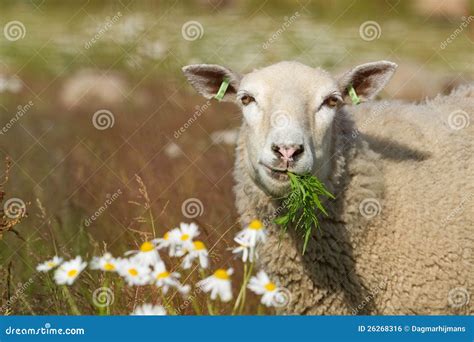 Eating Sheep In The Field With Flowers. Royalty Free Stock Image - Image: 26268316