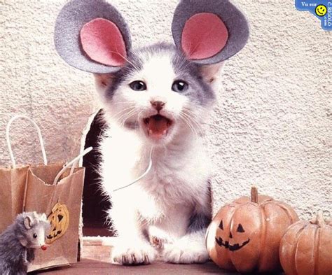 Funny Image Collection: Very Creative and Funny Cat Halloween Images!