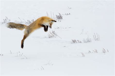 Jumping Fox Free Stock Photo - Public Domain Pictures