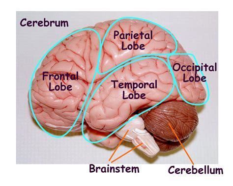 Image result for Labeled Brain Model | Brain models, Brain anatomy, Tissue biology