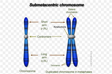 Eukaryotic Chromosome