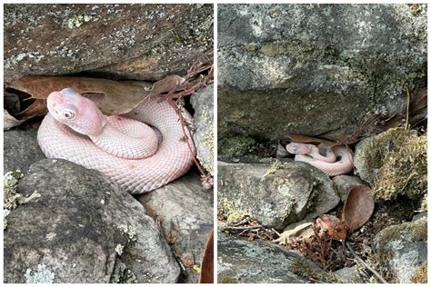 "Epic moment": Man stumbles upon rare albino rattlesnake in ...