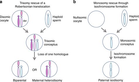 Diagnostic testing for uniparental disomy: a points to consider statement from the American ...