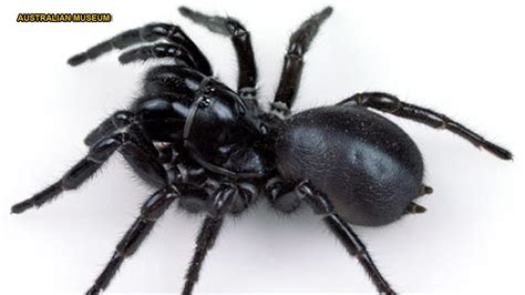 'World's deadliest spider' may actually help save its own victims | Fox ...