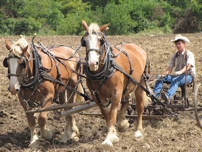 Warren's Blog: Plowing with Belgian Draft Horses